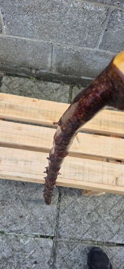 blackthorn walking stick