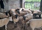 15 first and second crop texel and soffock ewes