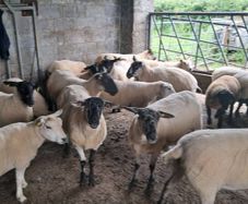 15 first and second crop texel and soffock ewes