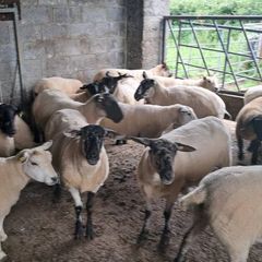 15 first and second crop texel and soffock ewes