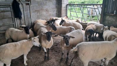 15 first and second crop texel and soffock ewes