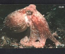 2000 Isle of Man 21 unit / GB2 Curled Octopus (Siemens - S37) Phone Card
