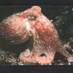 2000 Isle of Man 21 unit / GB2 Curled Octopus (Siemens - S37) Phone Card