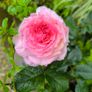 garden plants Image 6