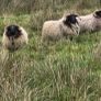 Blackface rams Image 6
