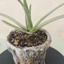 aloe vera in pot Image 2