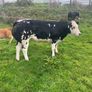 Super Overdose heifer for sale Image 7