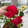 rose plant Image 2