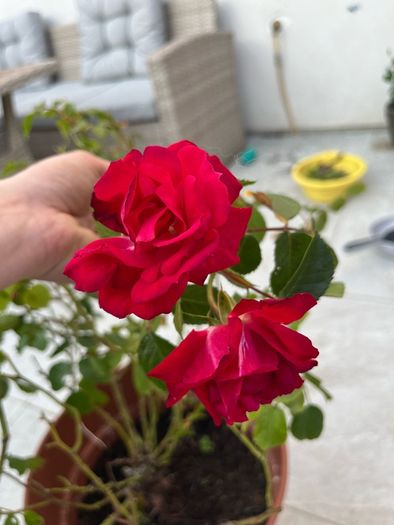 rose plant