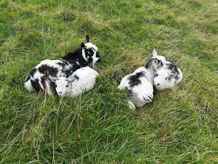 Pet Poly Pygmy Goats