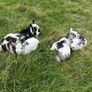 Pet Poly Pygmy Goats Image 7