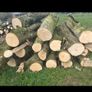 wood  trees  logs firewood hardwood timber Image 2
