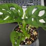 Monstera Image 2