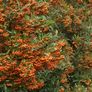 Laurel Hedging Cheap One Euro Image 6