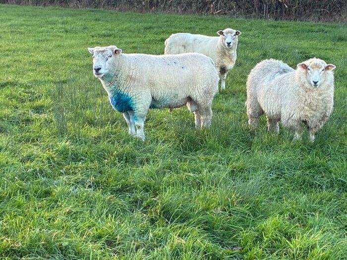 Pedigree Galway ewes