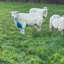 Pedigree Galway ewes Image 2