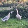 Chinese geese pair. Image 8