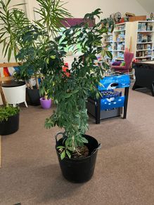 Umbrella plant