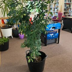 Umbrella plant