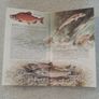 Fishing book Image 4
