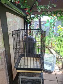 Bird Cages
