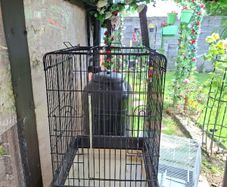 Bird Cages