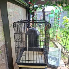 Bird Cages