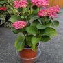 Hydrangea Image 4