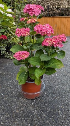 Hydrangea