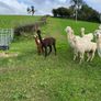 Alpaca Image 8