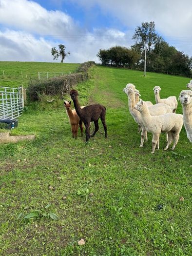 Alpaca