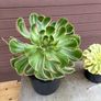 two rare variegated aeoniums Image 2