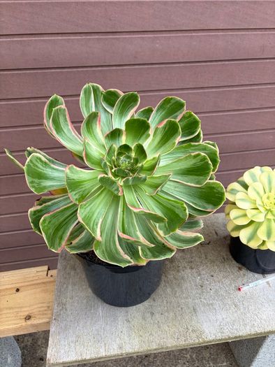 two rare variegated aeoniums