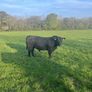 Livestock Image 3