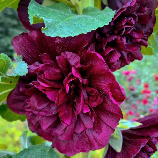 (H) Hollyhock seeds Chater's Deep Purple 0.25g (500209)