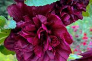 (H) Hollyhock seeds Chater's Deep Purple 0.25g (500209)