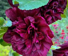 (H) Hollyhock seeds Chater's Deep Purple 0.25g (500209)