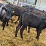 AA Heifer Weanlings Image 9
