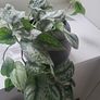 Scindapsus Trebie planter Image 3