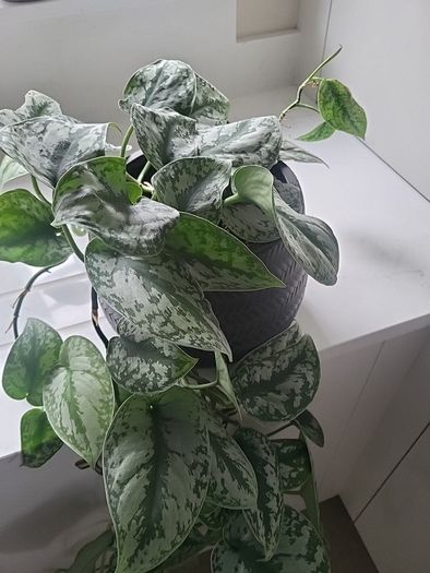 Scindapsus Trebie planter