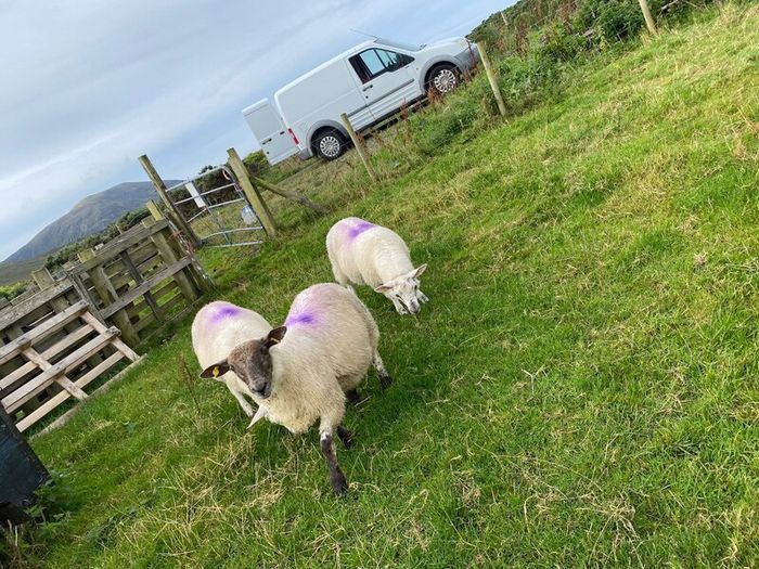 Young x bred sheep and ram lambs