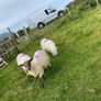 9. Young x bred sheep and 3 ram lambs Image 4