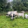 Suckler cows and calves Organic Speckle Park Image 10