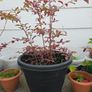 blueberry plants Image 2