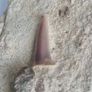 Self Collected 15 Million years old. In Natural Sandstone Image 2