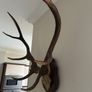 Antlers Image 3