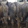 Angus Bulls Image 6