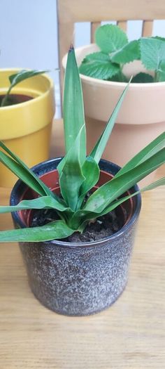 Indoor Plants