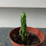 Cactus Image 2