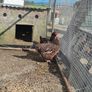 Fertile Hatching Eggs Image 2